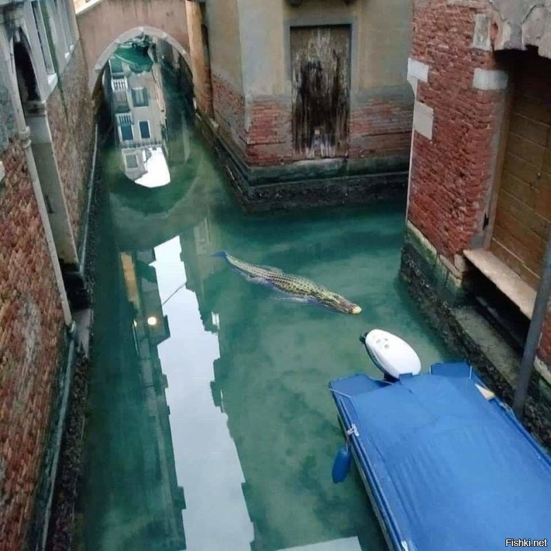 В сети появились фотки прозрачной воды в каналах Венеции
