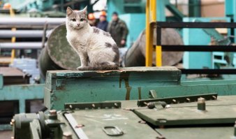 Пользователи сети поделились фотографиями своих питомцев, которые работают вместе с ними из дома