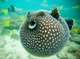 Сухой лед и вода: почему они противопоказаны друг другу?