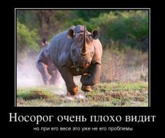 Носорог пустился в погоню за машиной с туристами