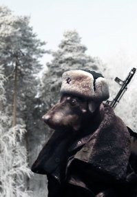 Собак нормальных заводить надо или вообще не заводить. Ох, я бы посмотрел как кайот к маленькому ягдтерьеру подвалил бы. Даже с места бы не встал, настолько я уверен в ягдте. ))) Точно бы труп кайота выносил бы потом, после того как с трудом утихомирил бы глумящегося над трупом ягдта.