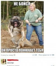 40 фотографий аляскинских маламутов, которые поднимут вам настроение