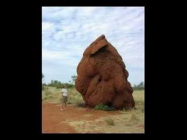 Гуляем с маламутом