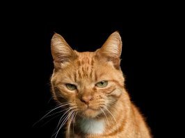 "Это моя добыча!": кот попытался отобрать еду у аллигатора