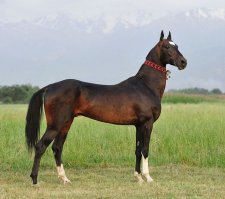 Если бы не картинка, ни за что не смог бы понять, как грациозного ахалтекинца можно было назвать быкоголовым. Выходит, что всё дело в форме пятна на лбу коня.