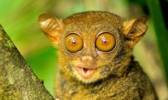 Череп острова Силенд: учёные теряются в догадках