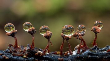 Фотограф делает экстремальные макро-фотографии грибов