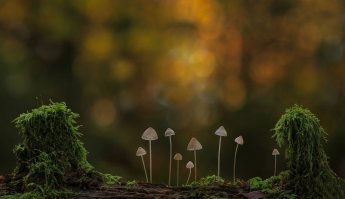 Фотограф делает экстремальные макро-фотографии грибов