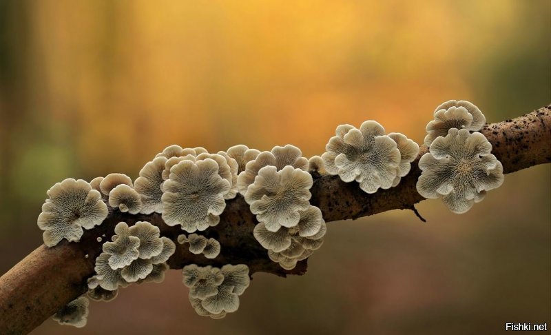 Фотограф делает экстремальные макро-фотографии грибов
