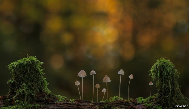 Фотограф делает экстремальные макро-фотографии грибов