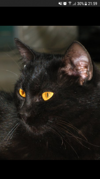 Лапик. Котенок вислоухий шотландец. Тогда и Сейчас. Скоттиш фолд