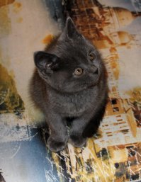 Лапик. Котенок вислоухий шотландец. Тогда и Сейчас. Скоттиш фолд