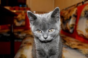 Лапик. Котенок вислоухий шотландец. Тогда и Сейчас. Скоттиш фолд