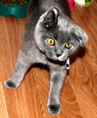 Лапик. Котенок вислоухий шотландец. Тогда и Сейчас. Скоттиш фолд