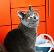 Лапик. Котенок вислоухий шотландец. Тогда и Сейчас. Скоттиш фолд