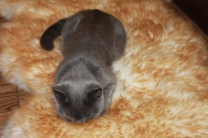Лапик. Котенок вислоухий шотландец. Тогда и Сейчас. Скоттиш фолд