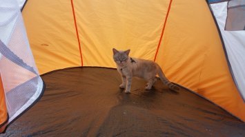 Кот. Просто кот - породы не знаю, так как был забран с улицы.