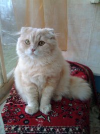 Хвастаемся котами?! Ну это только с удовольствием: это Ласик, вислоухий шотландец хайленд фолд