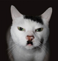 Кошки с необычными окрасами на морде напоминающие усы