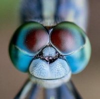 Кажется нашел себе новую аватарку на будущее