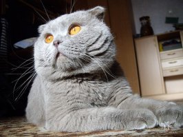 Мой вырос в такого......