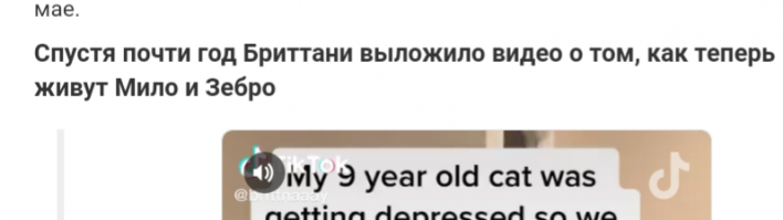 У Бриттани ресницы длиннее, чем у Зебро, класс! Симпотненькая! 
И.. Автор, сделай её женщиной! В смысле, поправь в тексте; неправильно указан её род. 
ВыложилА (женский род) , а не выложилО (как написано; средний род) .