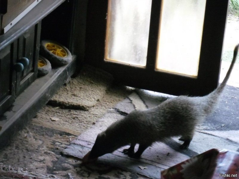 Это мангуста Нюся,приходила в кладовку позавтракать кошачьим кормом))
