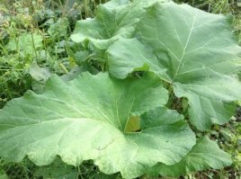 Советы из прошлого и будущего для тех, кто не успел закупиться туалетной бумагой