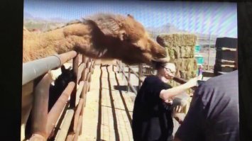 Этот верб ест только головы