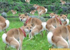 Так себе подборка.
Моей собаке не понравилась.