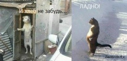 Прикольные и смешные картинки