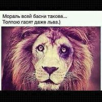 Львицы спасли свою соплеменницу от стаи гиен