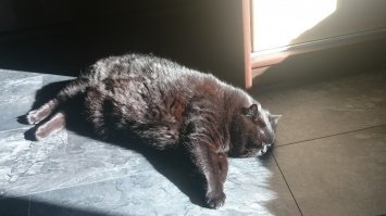 Лапик. Котенок вислоухий шотландец. Тогда и Сейчас. Скоттиш фолд