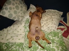 Таксы они такие ))) У нас таксист тоже как пора спать, начинает недовольно ворчать на нас, типа, их бин спать в постелен, бистро!!! Приходится разбирать диван, стелить, он укладывается и дрыхнет, а вы там как хотите, можете в прихожей на коврике поспать )