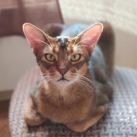 Лапик. Котенок вислоухий шотландец. Тогда и Сейчас. Скоттиш фолд