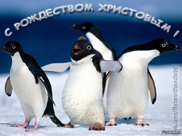Православные пингвины, киты-баптисты и прочий лютый бред, вы можите увидеть теперь не только в псмхиатрической клинике