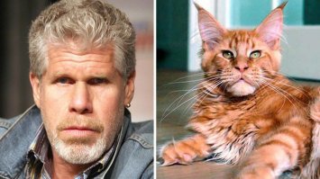 Де Вито в гриме нифига не изменился, разве что нос, кажись, чуть длиннее.
А у Перлмана есть лучше грим