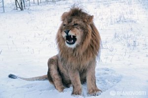 А почему бы и нет? Верю!