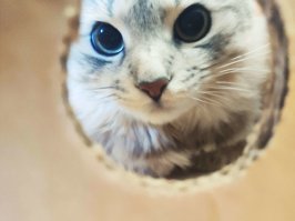 Правильно, а у котеньки теперь стресс из-за когнитивного диссонанса