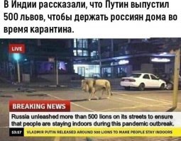 Лев пытался войти в ресторан полный туристов