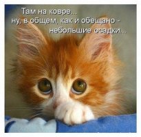 Выходки котов, из-за которых их почему-то еще не выкинули на улицу
