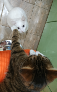 А вот мои, бандиты: