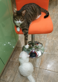 А вот мои, бандиты: