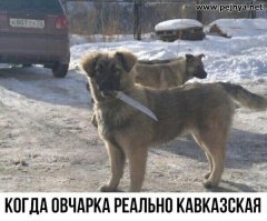 Селфи с собакой не удалось