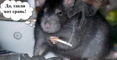 Две мыши не поделили территорию и устроили драку