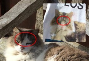 Судя по окрасу морды лица, кот другой: