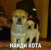 Смешные твиты, смс и комментарии из социальных сетей