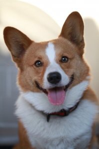 Забавные портреты собак заставляют нас улыбаться каждый день