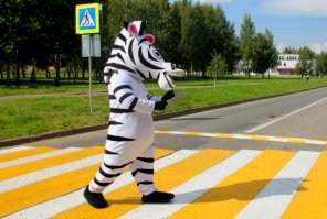 Для ухода за зебренком служителю заповедника потребовался спецкостюм
