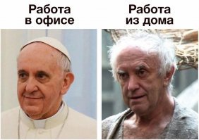 В Нидерландах из-за карантина уничтожают тонны цветов
